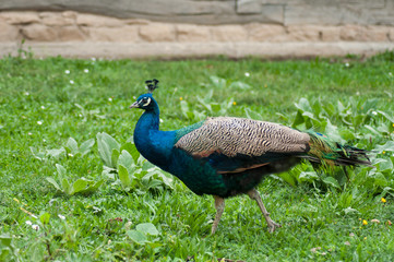 Obraz premium Portrait of peacock walking in a public garden