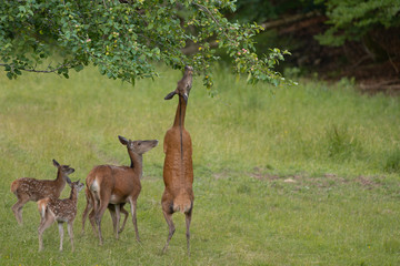 biche mangeant des pommes