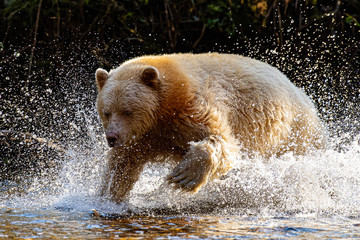 Spirit Bear Fishing