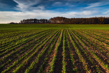 Fototapeta na wymiar Green and new wheat field in autumn time.