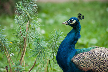 Naklejka premium Portrait of peacock walking in a public garden