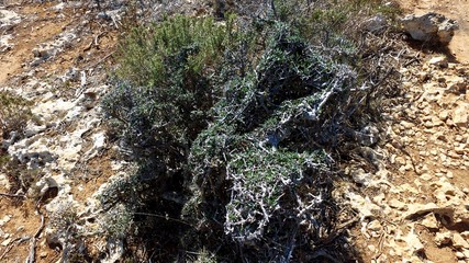 Beautiful nature of Majorca.