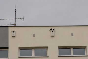 Budka lęgowa dla kawki