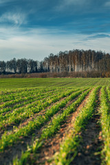 Fototapeta na wymiar Green and new wheat field in autumn time.