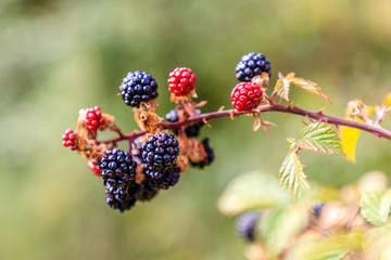 Wild blackberries in the meadows of the mountains of Madrid, Spain