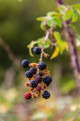 Wild blackberries in the meadows of the mountains of Madrid, Spain