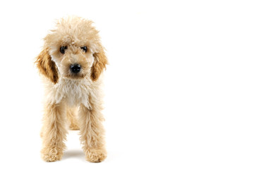 Beige poodle dog on a white background