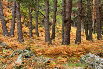Fototapeta premium Ferns in autumn in the mountains of Madrid, Spain