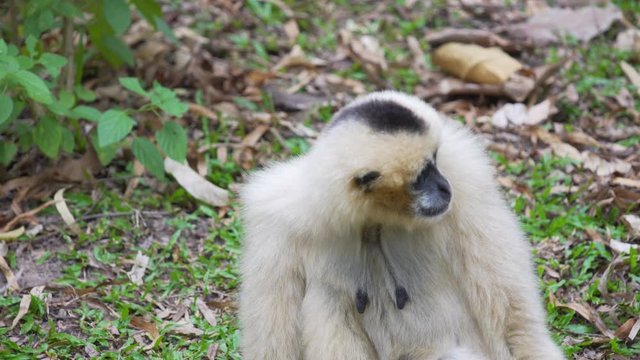 Hended Gibbon (Hylobates lar) take a rest on greensward. wildlife in topical rain forest. footage video 4k.