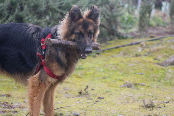Perro pastor alem&aacute;n en el campo