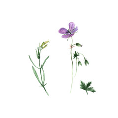 Botanical watercolor illustration of lilac geranium flowers and green leaves and white campion flower Silene latifoglia isolated on white background. Realistic isolated objects on a white background