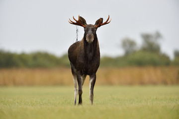 Moose bull in the rainy meadow