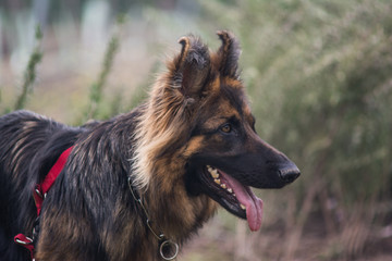 Perro pastor alemán en el campo