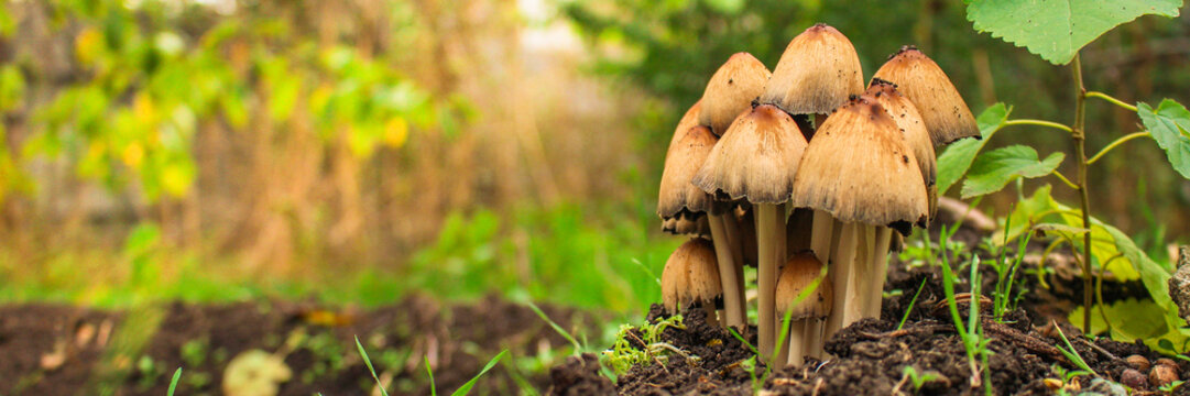 mushrooms in the meadow (forest, edible or inedible species of mushroom) concept. food background. copy space. Top view
