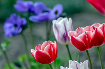 Fresh flowering tulips in springtime garden, beautiful early tulipa gesneriana flowers in bloom, various colors, flowers bunch