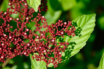 Red flowers in botanical garden in Singapore like Viburnum or Skimmia