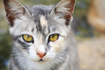 portrait of a cat