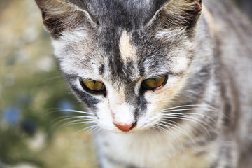 Obraz premium portrait of a cat