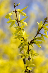 Forsythia intermedia yellow flowering plant, ornamental flowers in bloom, beautiful springtime shrub full of flowers