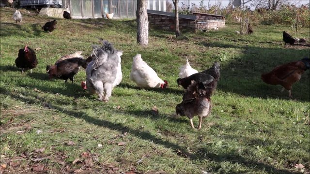 Many free range chicken, domesticated hen and rooster, walk outdoor in organic poultry farm yard