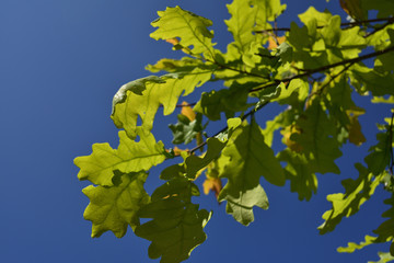 oak leaves in the spring against a bright clear sky
