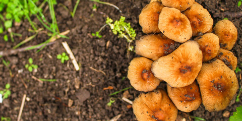mushrooms in the meadow (forest, edible or inedible species of mushroom) concept. food background. copy space. Top view