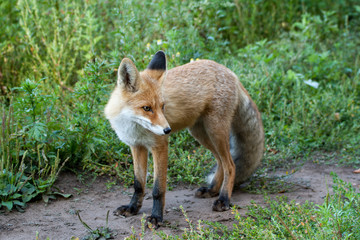 red fox