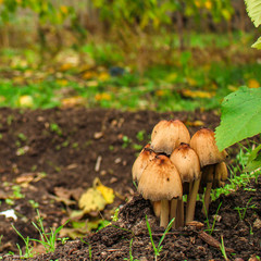 mushrooms in the meadow (forest, edible or inedible species of mushroom) concept. food background. copy space. Top view
