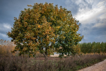 walnut in the fall season