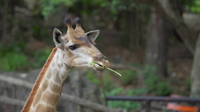 This close up zoom video shows head of majestic wild giraffes chewing and eating greenery. footage video 4k.