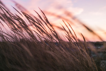 Herbes de blés flottant au vent devant un coucher de soleil rose