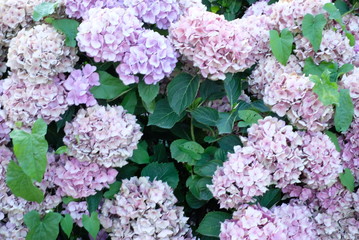 Hortensiaflowersbackground