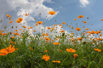 cosmos flower blooming in the field under sunshine