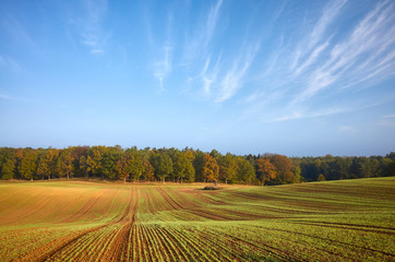 Autumn landscape with field and forest