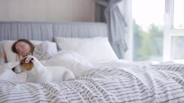 Tracking shot of peaceful woman in striped pajama sleeping in bed in morning. Cute dog lying at her feet and blue Brazilian jiu-jitsu gi with black belt hanging on chair