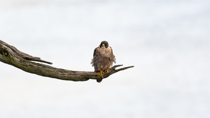 Peregrine Falcon perched against a white sky.