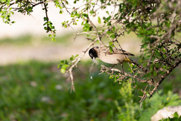 Single white-spectacled bulbul on tree