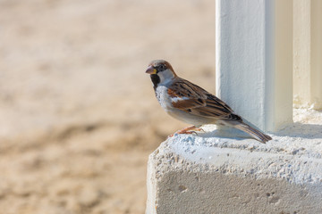 Small gray sparrow