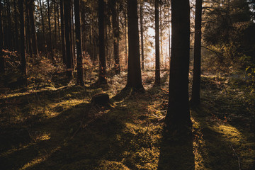 Obraz premium sunbeams between the tree trunks