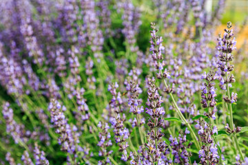 Fototapeta premium Big bright bush of flowering desert sage