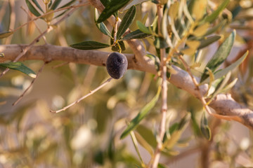 Closeup view of single black ripe olive