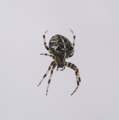 spider isolated on white background