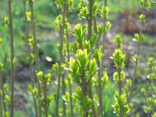 green grass and flowers