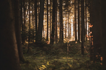 sunbeams between the tree trunks