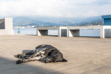 spotted dog sleeps on the promenade in Georgia
