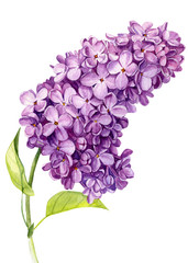 Obraz premium lilac flowers on an isolated white background, watercolor illustration, botanical painting, hand drawing