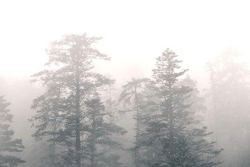 Landscape of Mountain with Trees in Heavy Fog