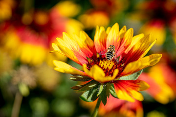 Autumn flower with a bee in the park. 