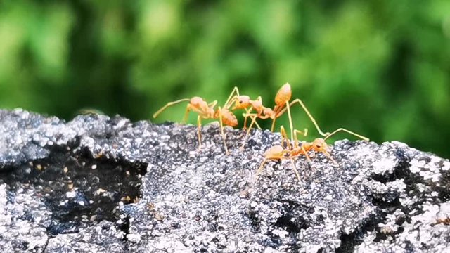  Super Macro Life of Ants 3_1440p.mp4