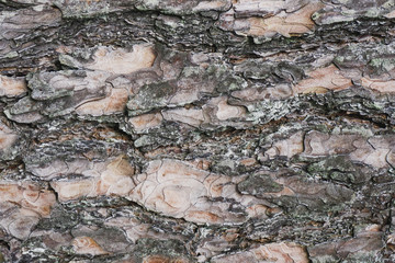 Grunge old tree bark brown wood texture. Natural forest pattern background.